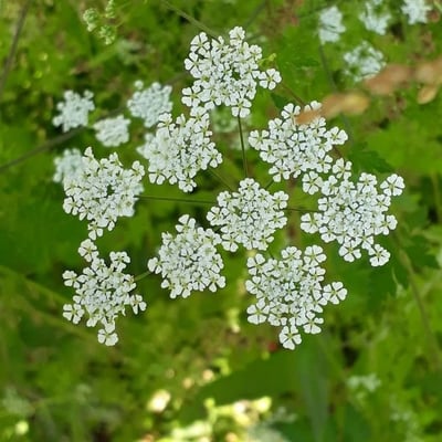 Chaerophyllum temulum — flower