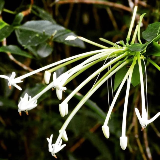 Posoqueria latifolia — flower