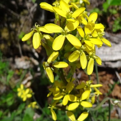 Sisymbrium austriacum — flower