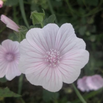 Malva hispanica — flower
