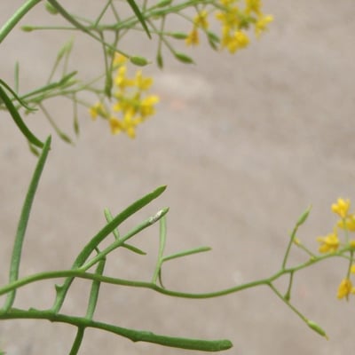 Rorippa pyrenaica — flower