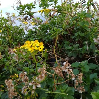 Delairea odorata — flower