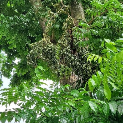 Andira inermis — leaf
