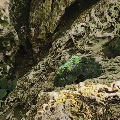 Draba hispanica — leaf
