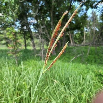 Tripsacum dactyloides — flower