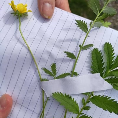 Potentilla anserina — flower