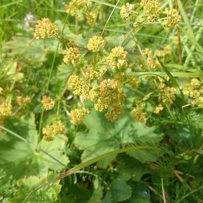 Alchemilla acutiloba — flower