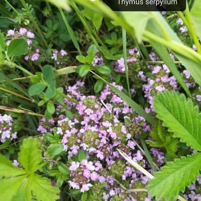 Thymus serpyllum — flower
