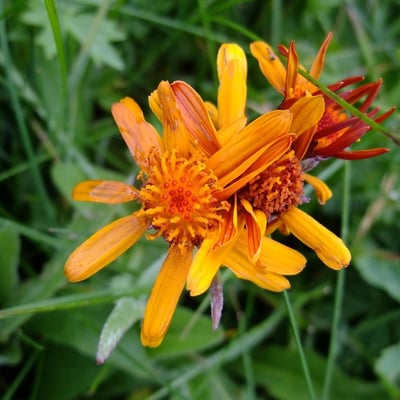 Tephroseris integrifolia — flower