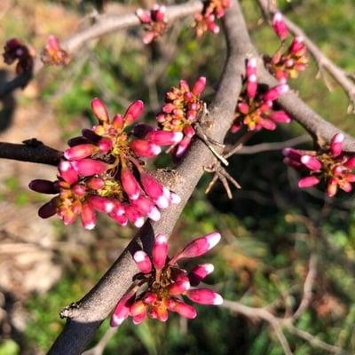 Cercis canadensis — flower
