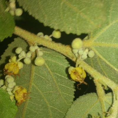 Guazuma ulmifolia — flower