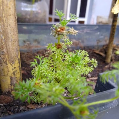 Soliva sessilis — flower
