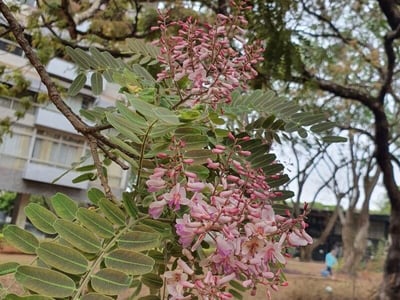 Pterodon emarginatus