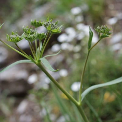 Bupleurum petraeum — flower