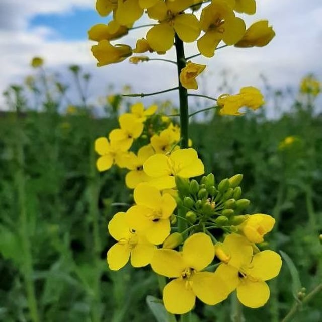 Brassica napus — flower