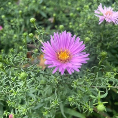 Symphyotrichum dumosum — flower