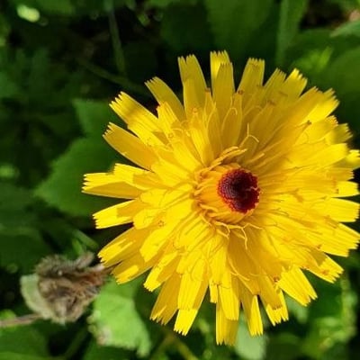Tolpis staticifolia — flower