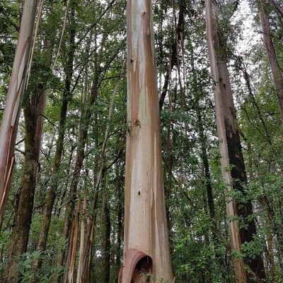 Eucalyptus regnans — bark