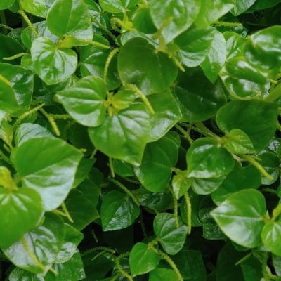 Peperomia pellucida — flower