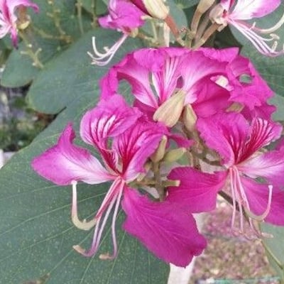 Bauhinia variegata — flower