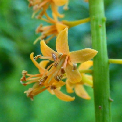 Adenanthera pavonina — flower