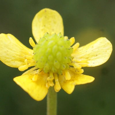Ranunculus ophioglossifolius — flower