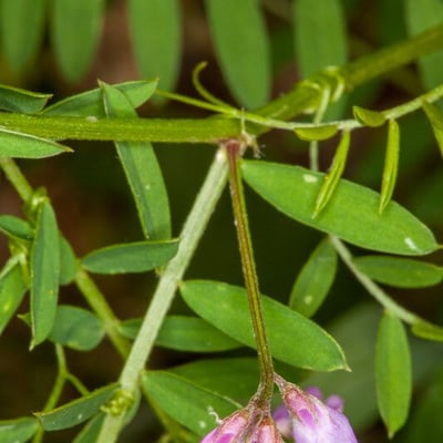 Vicia pubescens — flower