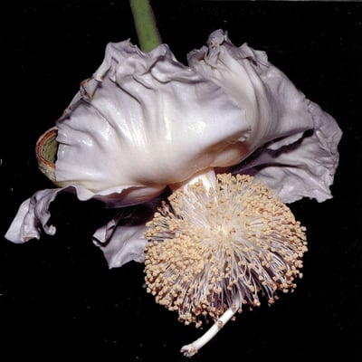 Adansonia digitata — flower