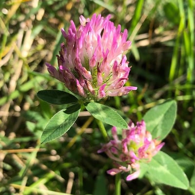 Trifolium medium — flower