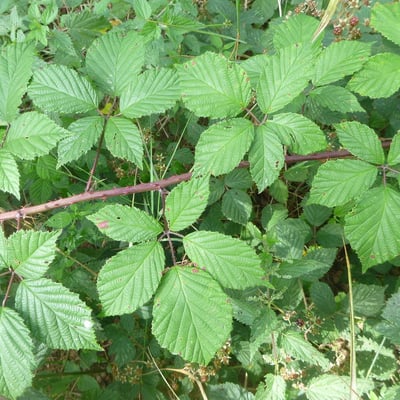Rubus rudis — leaf