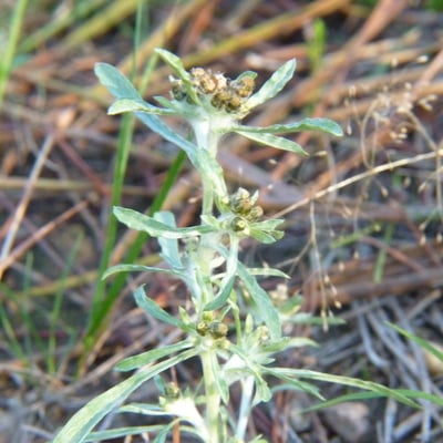 Gnaphalium uliginosum — flower