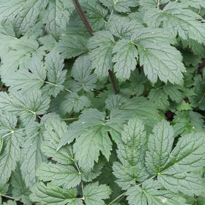 Actaea dahurica — leaf