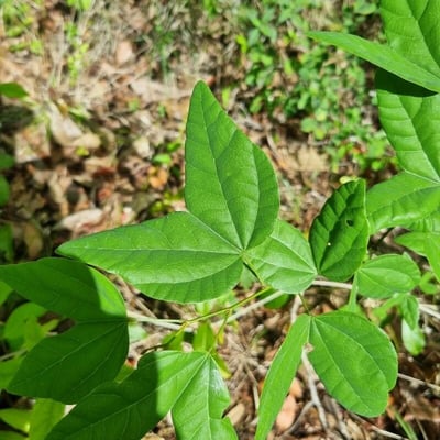 Bauhinia divaricata — leaf