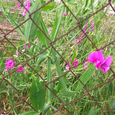 Lathyrus latifolius — flower