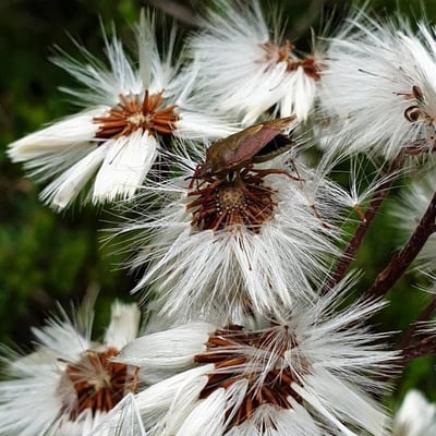 Petasites paradoxus — flower