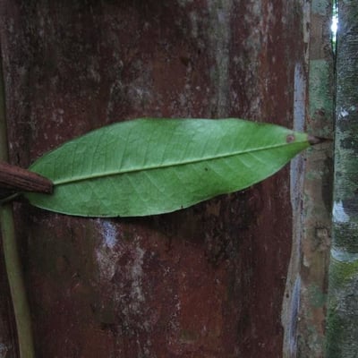 Myrcia amazonica — leaf