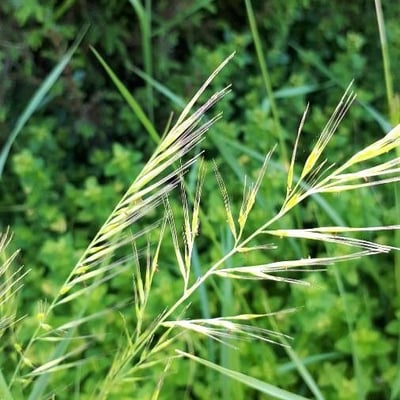 Vulpia myuros — flower