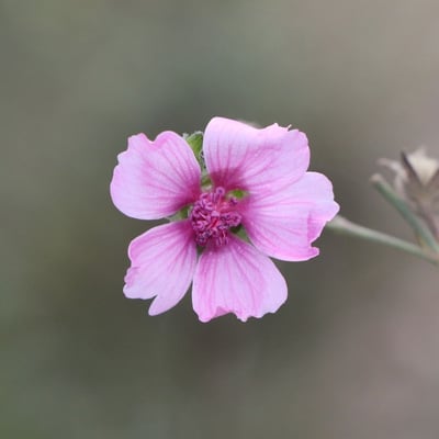 Althaea cannabina — flower