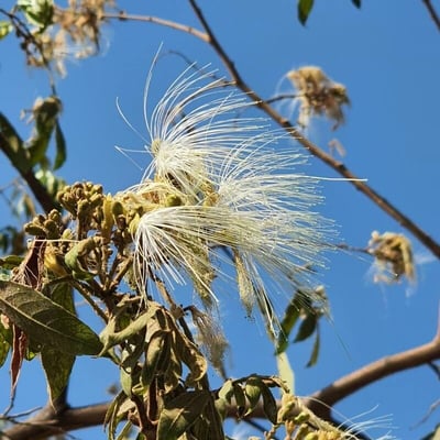 Inga vera — flower