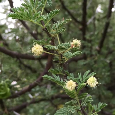 Vachellia tortilis — flower