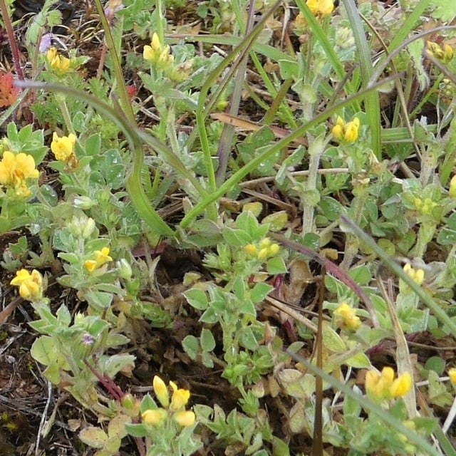 Medicago minima — flower