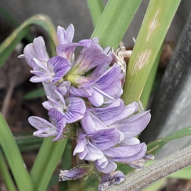 Medicago sativa — flower