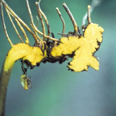 Xanthorhiza simplicissima — flower