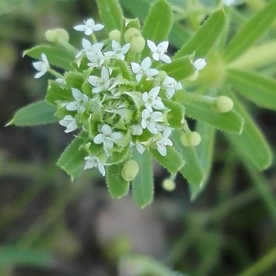 Galium tricornutum — flower