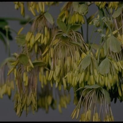 Thalictrum fendleri — flower