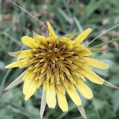 Tragopogon pratensis — flower