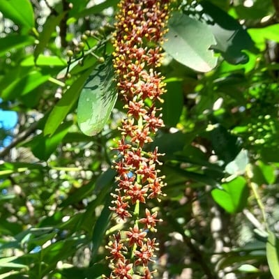 Pilocarpus pennatifolius — flower