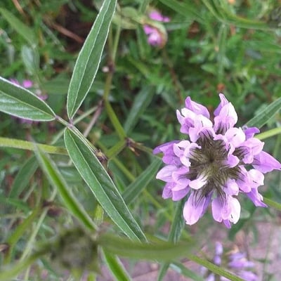 Bituminaria bituminosa — flower