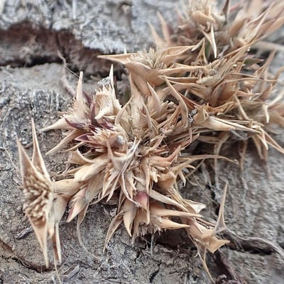 Sporobolus aculeatus — flower