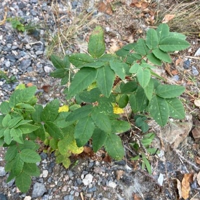 Rosa acicularis — leaf